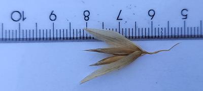 Click for 3 image(s) for this accession. Spikelet
